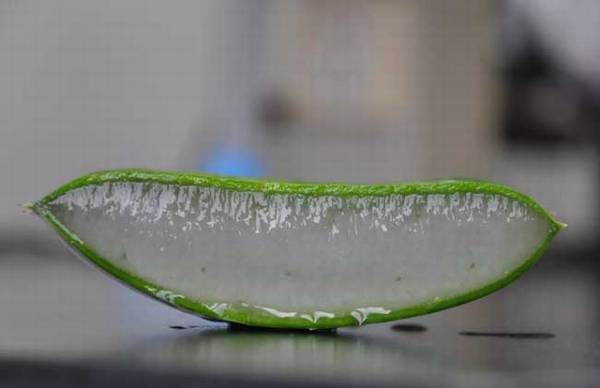 哪种芦荟可以直接敷脸?