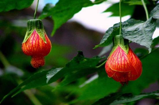 悬铃花有毒吗?悬铃花适合家养吗