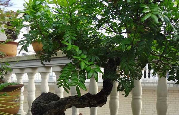 清香木能驱蚊吗?