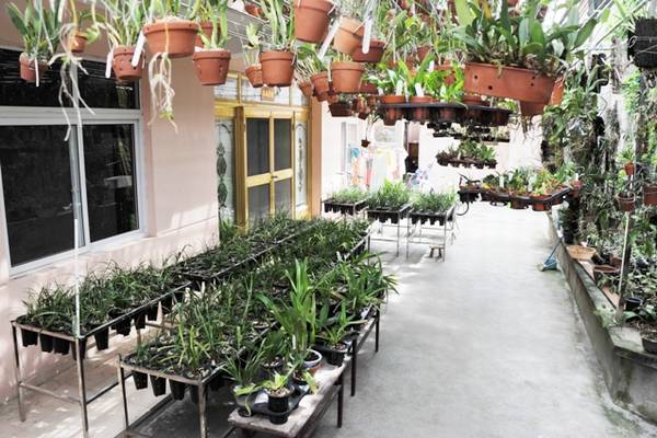 DSC_5564.JPG 欣赏大神的养兰院子,场面壮观!