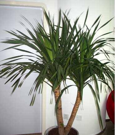 龙血树的风水作用 正确摆放位置