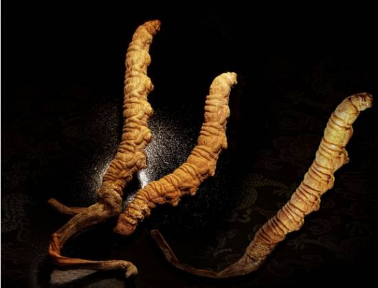 完整的虫草 冬虫夏草图片功效和作用