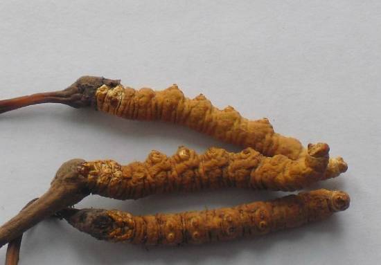 三条好看的冬虫草 冬虫夏草图片功效和作用