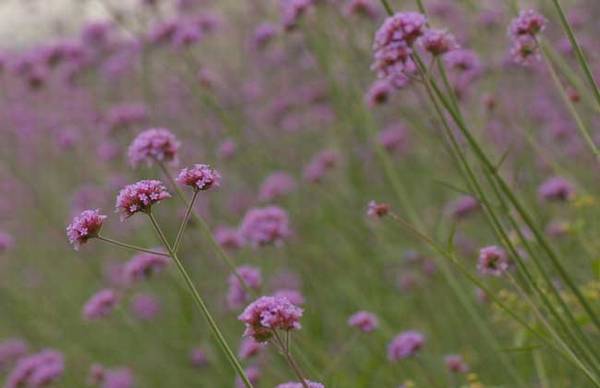马鞭草有没有毒 马鞭草的功效与作用
