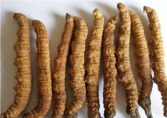 冬虫夏草 冬虫夏草图片功效和作用