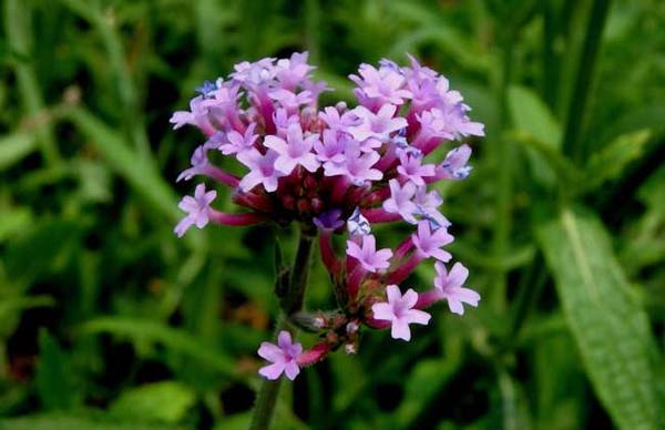 马鞭草有没有毒 马鞭草的功效与作用