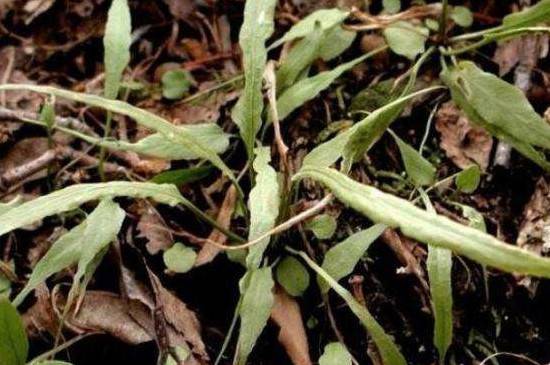 马蹬草图片 功效和作用介绍