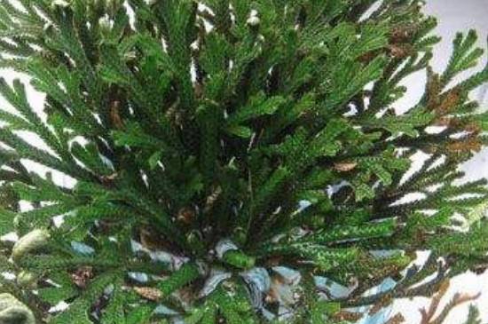 马蹬草图片 功效和作用介绍