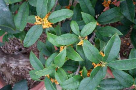 桂花 家里能种桂花树吗?你要知道的桂花树风水禁忌