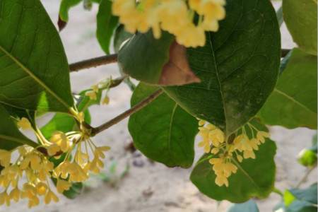 桂花 家里能种桂花树吗?你要知道的桂花树风水禁忌