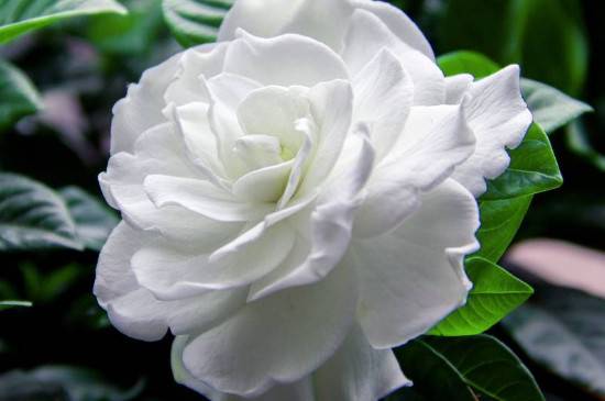 枙子花可以在室内养吗 能不能放卧室