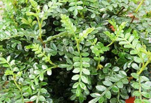 养清香木好吗 真的能驱蚊吗