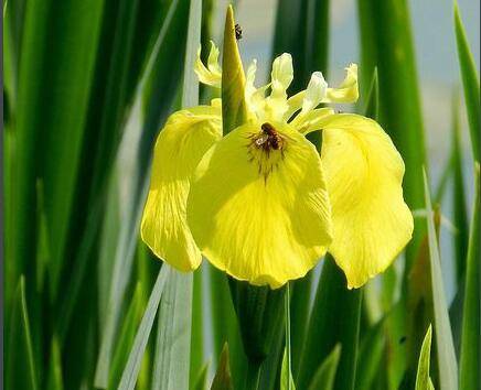 黄菖蒲的有什么用 功效与作用一览