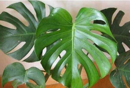 龟背竹能除甲醛吗