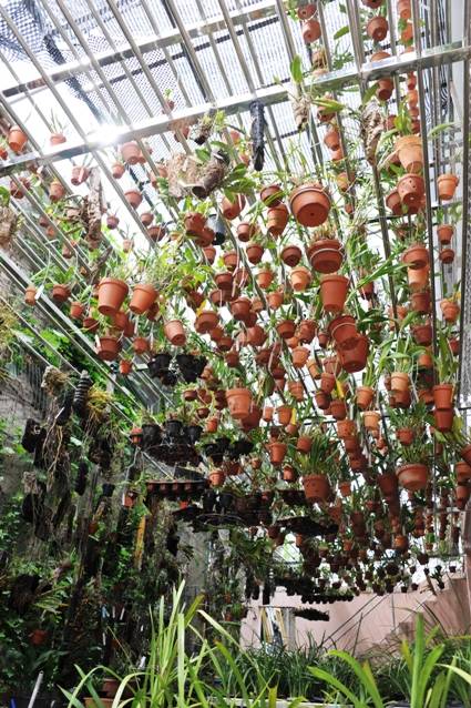 欣赏大神的养兰院子,场面壮观!