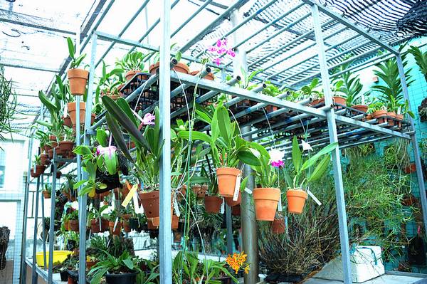 欣赏大神的养兰院子,场面壮观!