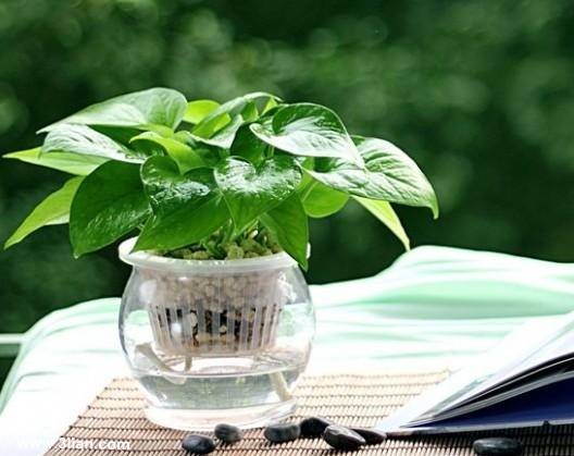 绿萝 十二生肖属相最相配的植物 看看你的生肖适合养什么植物