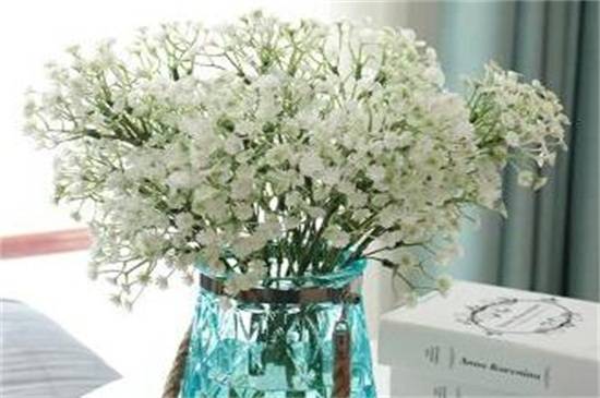 满天星放在水里能开多久?满天星保鲜养护技巧