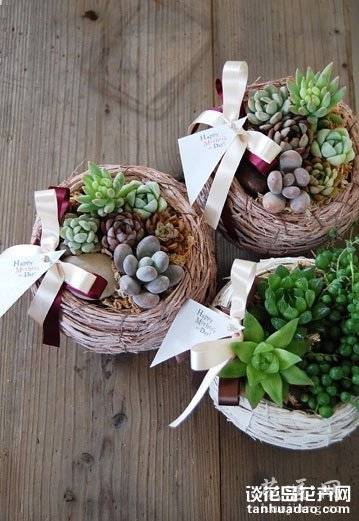 养多肉的最高境界:用多肉打造完美家居