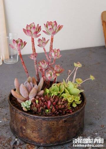 养多肉的最高境界:用多肉打造完美家居