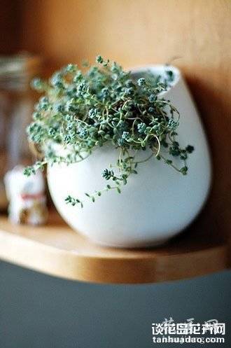 养多肉的最高境界:用多肉打造完美家居