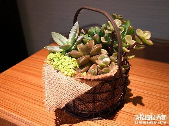 养多肉的最高境界:用多肉打造完美家居