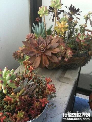 养多肉的最高境界:用多肉打造完美家居
