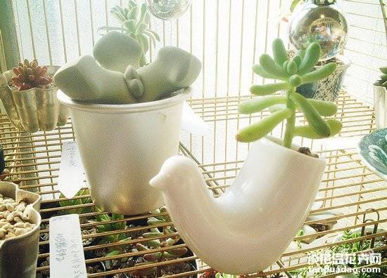 养多肉的最高境界:用多肉打造完美家居
