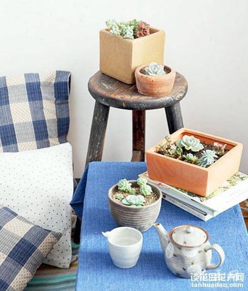 养多肉的最高境界:用多肉打造完美家居