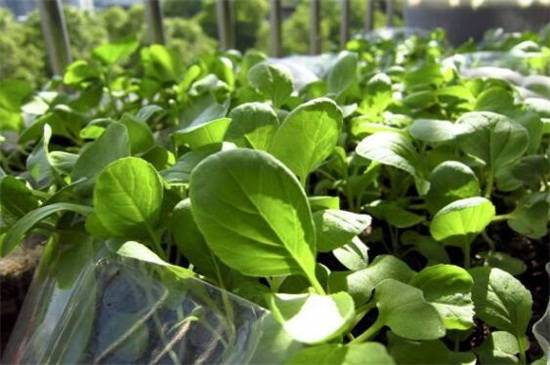 阳台怎么种菜,手把手教你阳台种菜方法