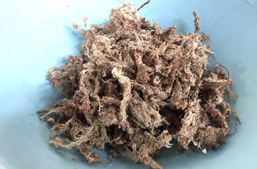 1571744311152891.jpg 雨林缸造景方法和种植技巧