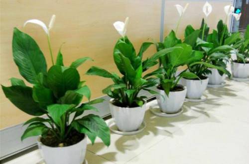 1505889499788686.jpg 办公室没阳光养什么花卉品种好