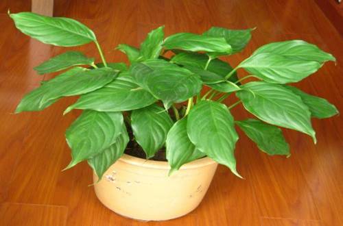 1505889652128703.jpg 办公室没阳光养什么花卉品种好