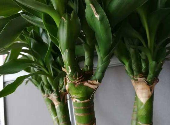 富贵竹摆放风水禁忌有哪些讲究