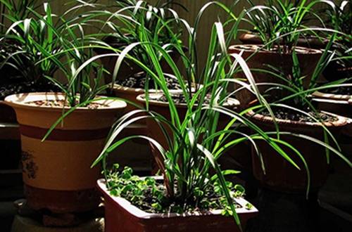 1504958591778961.jpg 光照不太多的阳台养什么花好