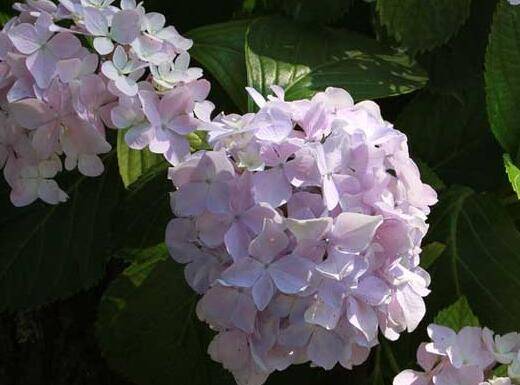 绣球花怎么不开花