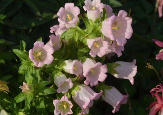 风铃草好养吗 养殖与繁殖方法介绍