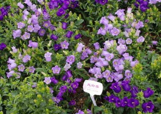 风铃草好养吗 养殖与繁殖方法介绍