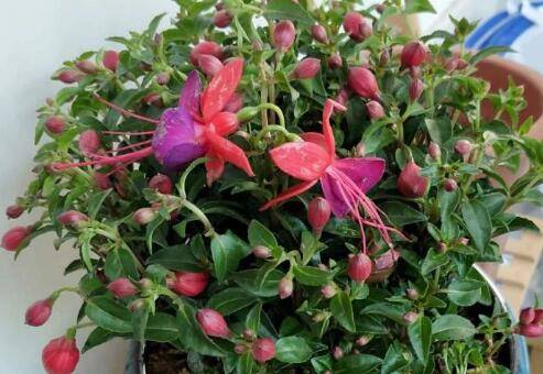 夏季花卉防高温的四大养护技巧