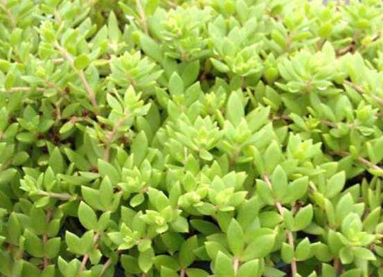 垂盆草好养吗?养殖方法介绍