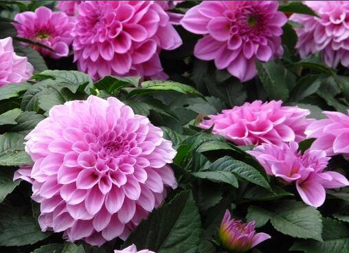 大丽花的养殖方法