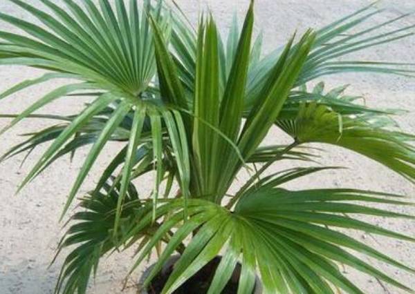 蒲葵的养护方法