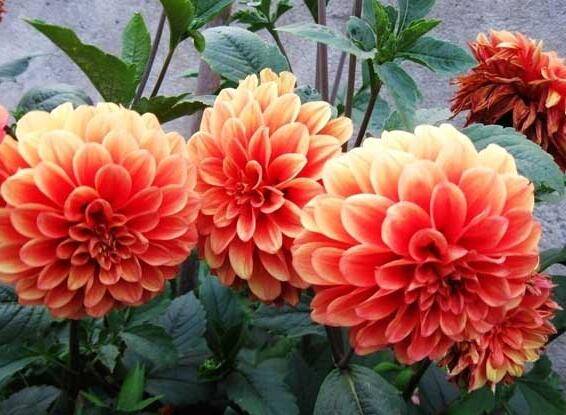 大丽花怎么养护的六大管理要点