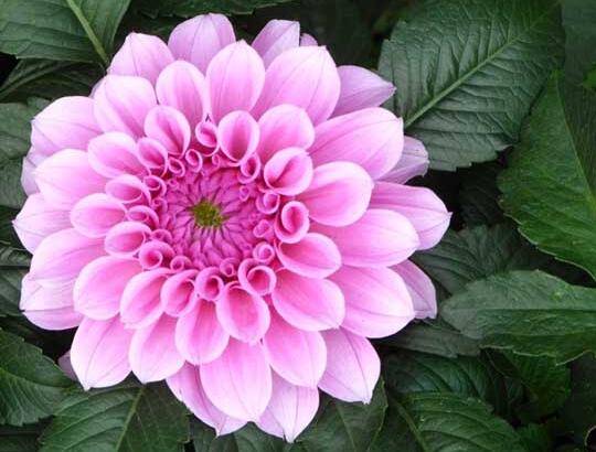 大丽花怎么养护的六大管理要点