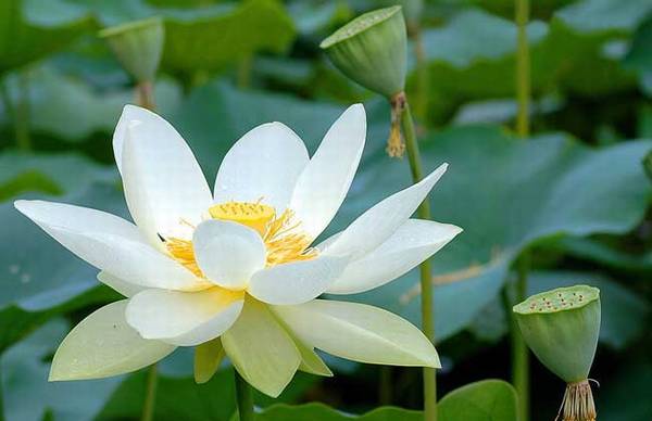 盆栽荷花的栽种方法和养殖管理