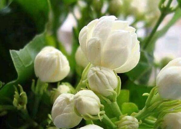 茉莉花苞掉光了怎么重新生长多开花