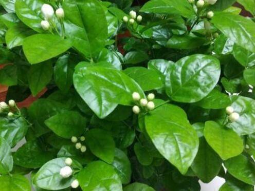 茉莉花苞掉光了怎么重新生长多开花