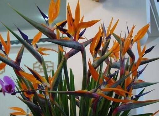 室内养鹤望兰怎么才能开花