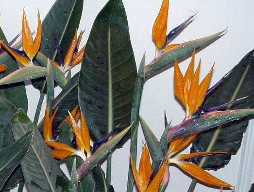 室内养鹤望兰怎么才能开花