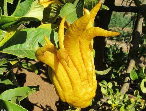 盆栽佛手的养护方法